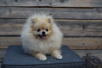 Patuljasti pic-Pomeranac Boo